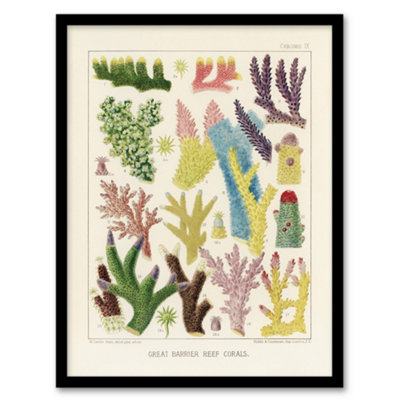 B&Q -  William Saville Kent Framed Wall Art Print Great Barrier Reef CoralsA3 Size