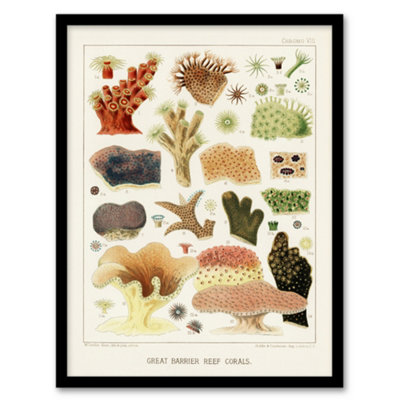 B&Q -  William S Kent Framed Wall Art Great Barrier Reef Corals IllustrationA3 Size