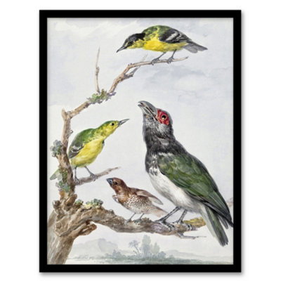 Artery8 Aert Schouman Framed Wall Art Print Four Different Birds On A Branch - A3 Size