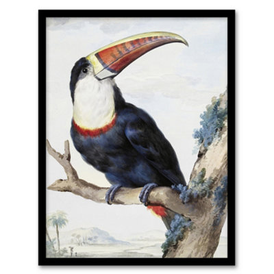 B&Q -  Aert Schouman Framed Wall Art Print Red Billed Toucan Bird PaintingA3 Size