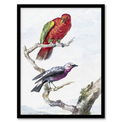 Artery8 Aert Schouman Framed Wall Art Red Green Parrot And Bird WatercolourA3 Size from B&Q