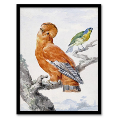 Artery8 Aert Schouman Framed Wall Art Two Exotic Birds Watercolour PaintingA3 Size from B&Q