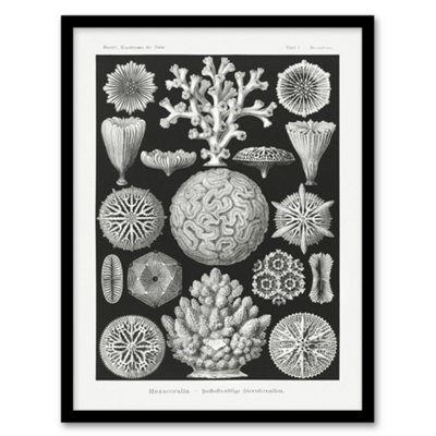Artery8 Ernst Haeckel Framed Wall Art Hexacorallia Marine Life IllustrationA3 Size