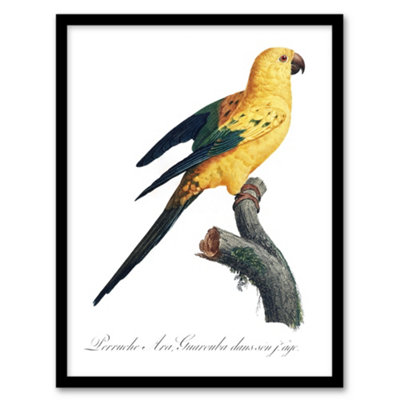 Artery8 Francois Levaillant Framed Wall Art Print Female Sun Parakeet BirdA3 Size