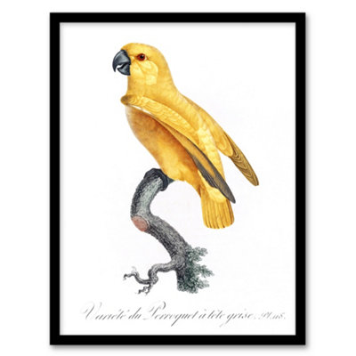 Artery8 Francois Levaillant Framed Wall Art Print Lutino Senegal ParrotA3 Size