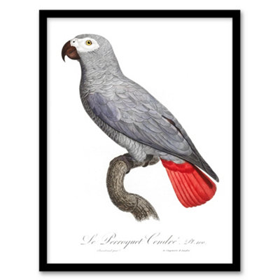 Artery8 Francois Levaillant Framed Wall Art Psittacus Erithacus Grey ParrotA3 Size