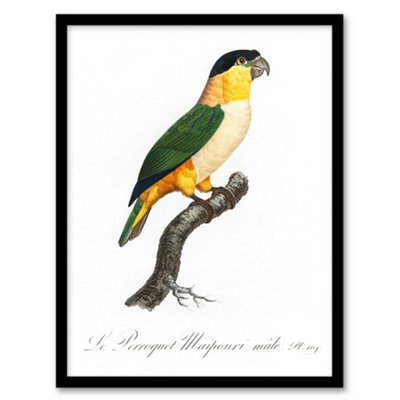 Artery8 Francois Levaillant Framed Wall Art Print The Black Headed ParrotA3 Size