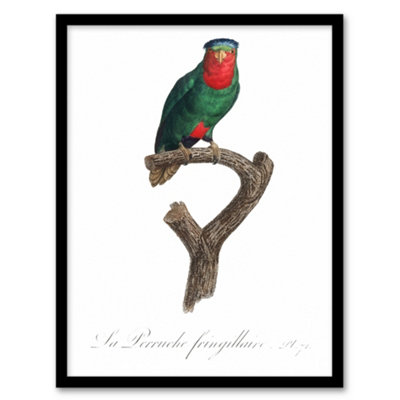 Artery8 Francois Levaillant Framed Wall Art The Blue Crowned Lorikeet ParrotA3 Size