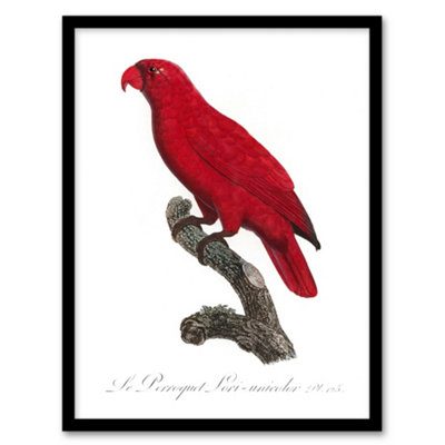 Artery8 Francois Levaillant Framed Wall Art Print The Cardinal Lory ParrotA3 Size from B&Q