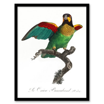 Artery8 Francois Levaillant Framed Wall Art Print The Orange Cheeked ParrotA3 Size