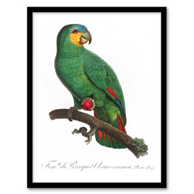 Artery8 Francois Levaillant Framed Wall Art The Orange Winged ParrotA3 Size from B&Q