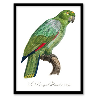 Artery8 Francois Levaillant Framed Wall Art The Southern Mealy ParrotA3 Size