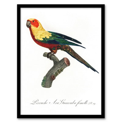 Artery8 Francois Levaillant Framed Wall Art Print The Sun Parakeet ParrotA3 Size