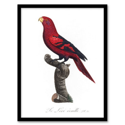 Artery8 Francois Levaillant Framed Wall Art The Violet Necked Lory ParrotA3 Size from B&Q