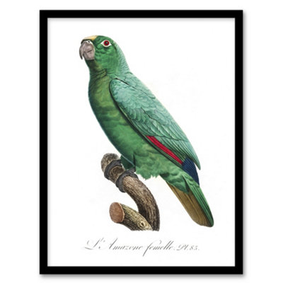 Artery8 Francois Levaillant Framed Wall Art Yellow Crowned ParrotA3 Size