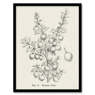 Artery8 John Wright Framed Wall Art Print Fruit Growers Guide Chilean GuavaA3 Size from B&Q