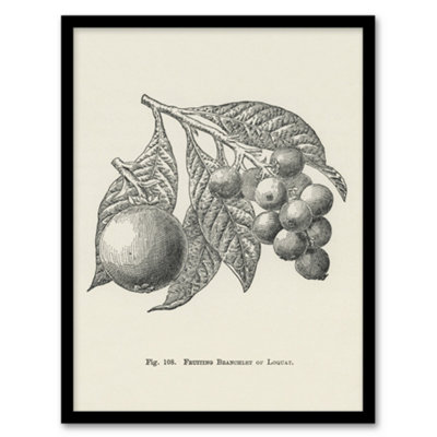 Artery8 John Wright Framed Wall Art Fruit Growers Guide Vintage Loquat IllustrationA3 Size from B&Q
