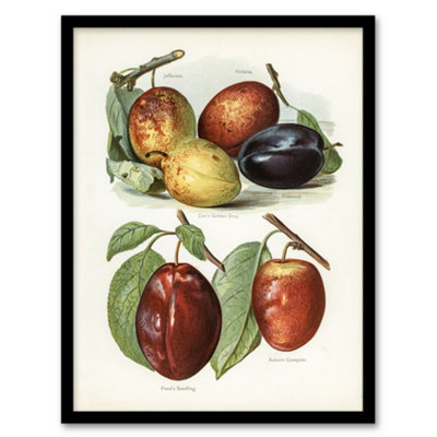 Artery8 John Wright Framed Wall Art Print Plum Varieties Vintage IllustrationA3 Size from B&Q