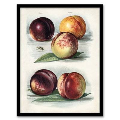 B&Q -  John Wright Framed Wall Art Vintage Fruit Illustration Peach VarietiesA3 Size