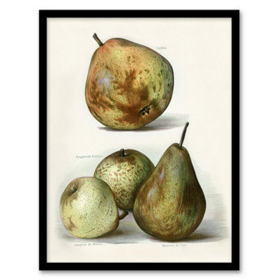Artery8 John Wright Framed Wall Art Pear Varieties Vintage Fruit IllustrationA3 Size from B&Q
