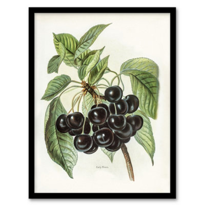 B&Q -  John Wright Framed Wall Art Vintage Illustration Of Early Rivers CherriesA3 Size