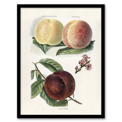 B&Q -  John Wright Framed Wall Art Vintage Illustration Of Peach VarietiesA3 Size