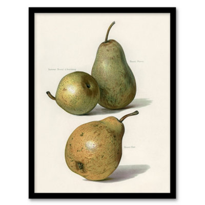 Artery8 John Wright Framed Wall Art Vintage Illustration Of Pear VarietiesA3 Size from B&Q