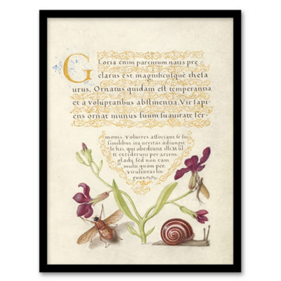 Artery8 Model Book Of Calligraphy Framed Wall Art Gillyflower Fly Mayfly And SnailA3 Size from B&Q