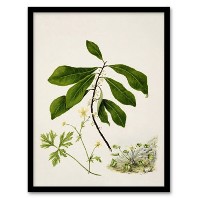 Artery8 Sarah Featon Framed Wall Art Caltha New Zealand Marsh Marigold PlantA3 Size from B&Q