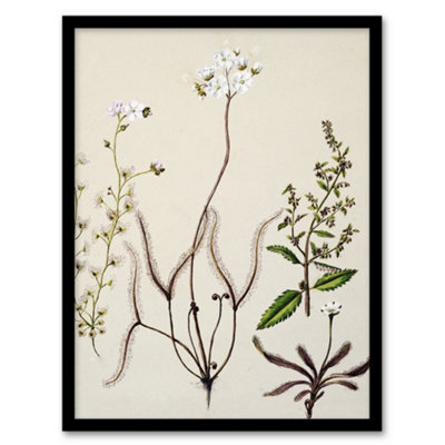 Artery8 Sarah Featon Framed Wall Art New Zealand Drosera Arcturi Plant FlowersA3 Size