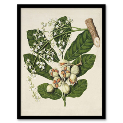 Artery8 Sarah Featon Framed Wall Art New Zealand Kohekohe Tree Seeds And FlowersA3 Size from B&Q
