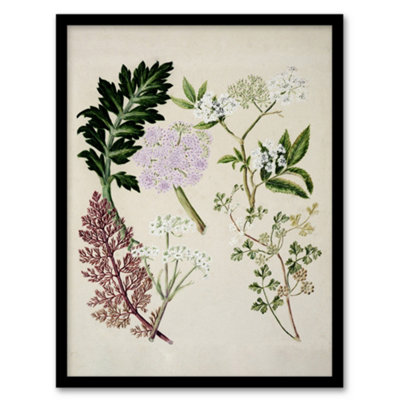 Artery8 Sarah Featon Framed Wall Art New Zealand Ligosticum Latifolium FlowersA3 Size from B&Q
