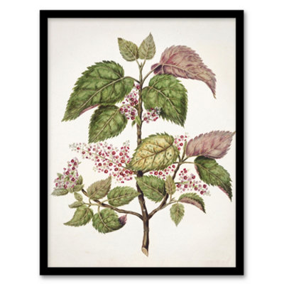 B&Q -  Sarah Featon Framed Wall Art New Zealand Makomako Flowering PlantA3 Size