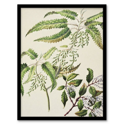 Artery8 Sarah Featon Framed Wall Art New Zealand Ongaonga Tree Nettle PlantA3 Size