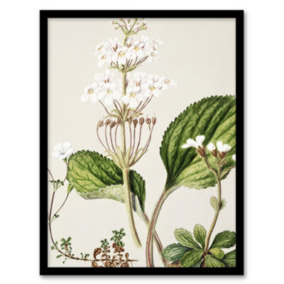 B&Q -  Sarah Featon Framed Wall Art New Zealand Ourisia Flowering PlantA3 Size