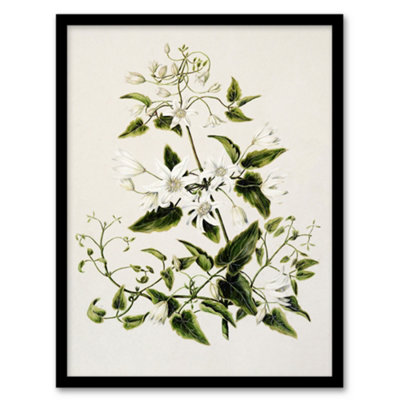 Artery8 Sarah Featon Framed Wall Art New Zealand Pikiarero White Clematis FlowersA3 Size
