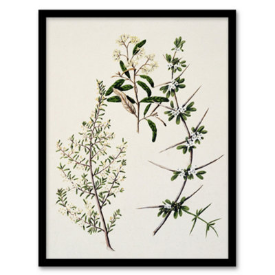 Artery8 Sarah Featon Framed Wall Art New Zealand Pomaderris Edgerleyi PlantA3 Size