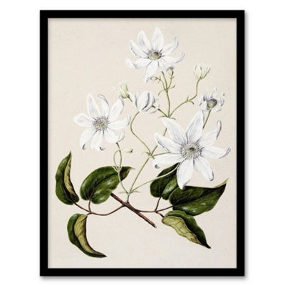 Artery8 Sarah Featon Framed Wall Art New Zealand Puawananga Clematis FlowersA3 Size