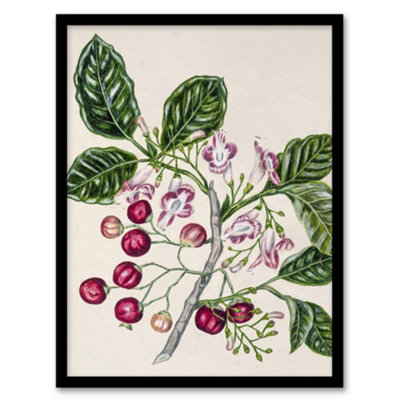Artery8 Sarah Featon Framed Wall Art New Zealand Puriri Vitex Lucens FlowersA3 Size from B&Q