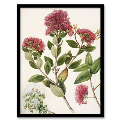 Artery8 Sarah Featon Framed Wall Art New Zealand Rata Flowers IllustrationA3 Size from B&Q