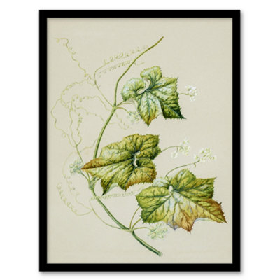Artery8 Sarah Featon Framed Wall Art New Zealand Sicyos Australis Mawhai PlantA3 Size