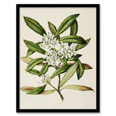 Artery8 Sarah Featon Framed Wall Art Print New Zealand Tawari Plant FlowersA3 Size