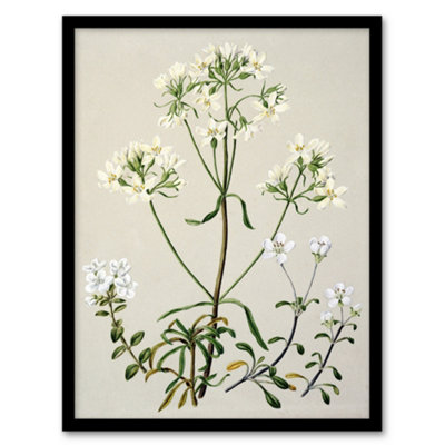 B&Q -  Sarah Featon Framed Wall Art Print New Zealand White Gentiana FlowersA3 Size