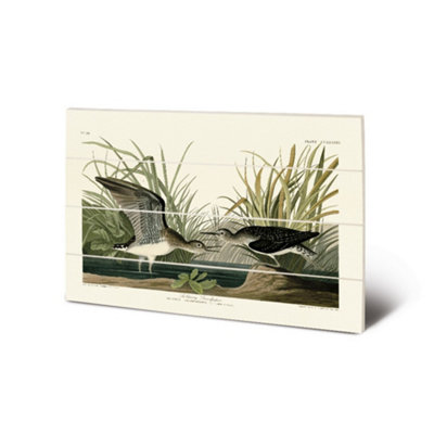 John James Audubon Solitary Sandpiper Wood Plaque Green/white/black (40Cm X 59Cm) from B&Q