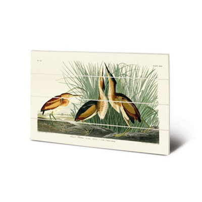 John James Audubon Least Bittern Wooden Small Plaque Green/white/yellow (59Cm X 40Cm) from B&Q
