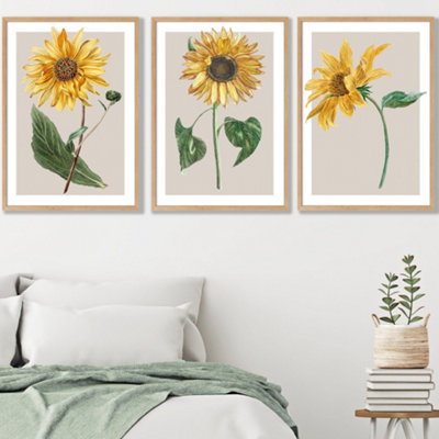Artze Wall Art Vintage Sunflowers On Beige Set Of 3 Wall Art Prints With Oak Frame. Size: 50X70Cm from B&Q