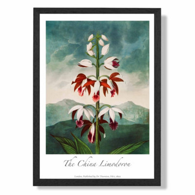 Artze Wall Art Vintage Floral Exhibition The China Limodoron Art Print With Black Frame Size: A4 from B&Q