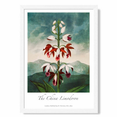 Artze Wall Art Vintage Floral Exhibition The China Limodoron Art Print With White Frame Size: A4 from B&Q