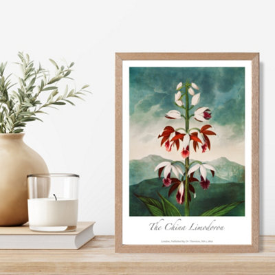 Artze Wall Art Vintage Floral Exhibition The China Limodoron Framed Print Size: A4 With Oak Frame from B&Q