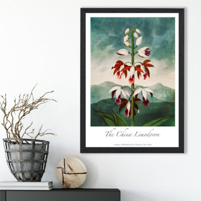 Artze Wall Art Vintage Floral Exhibition The China Limodoron Framed Print Size: A3 With Black Frame from B&Q